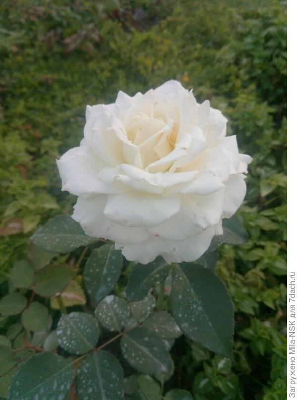 Само очарование! Чайно-гибридная - Масай.