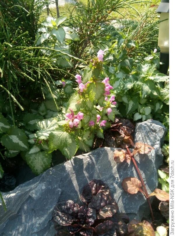 Цветет без устали...