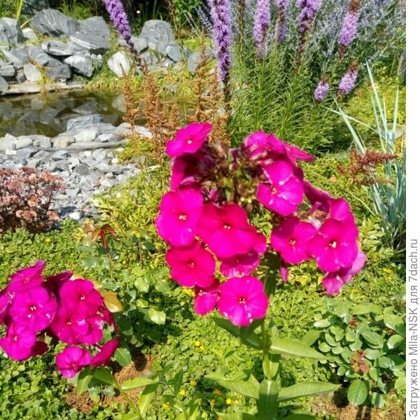 Этот флокс был подарен мне одной из форумчанок нашего местного дачного форума.