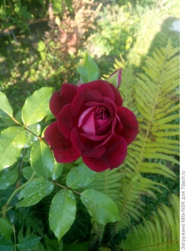 Бургунди айс. Куст весь усыпан цветами и бутонами.