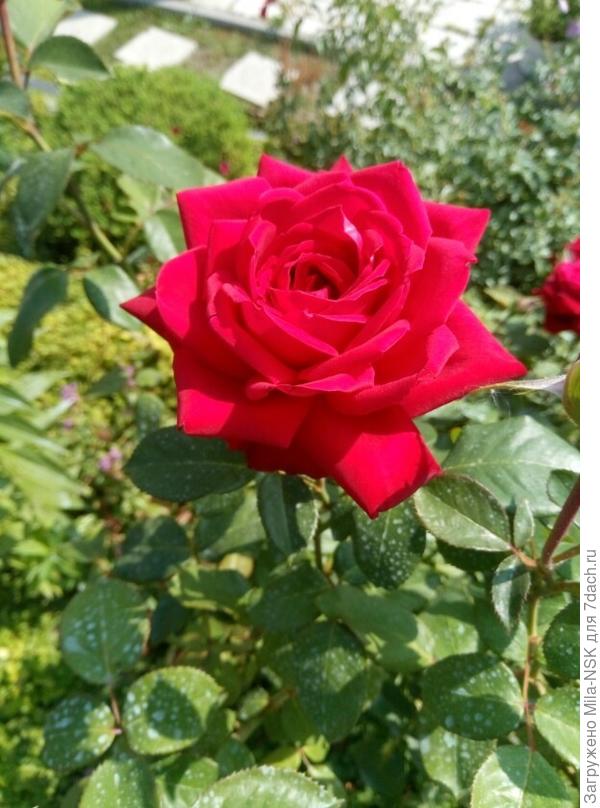 Красотка Бургунд