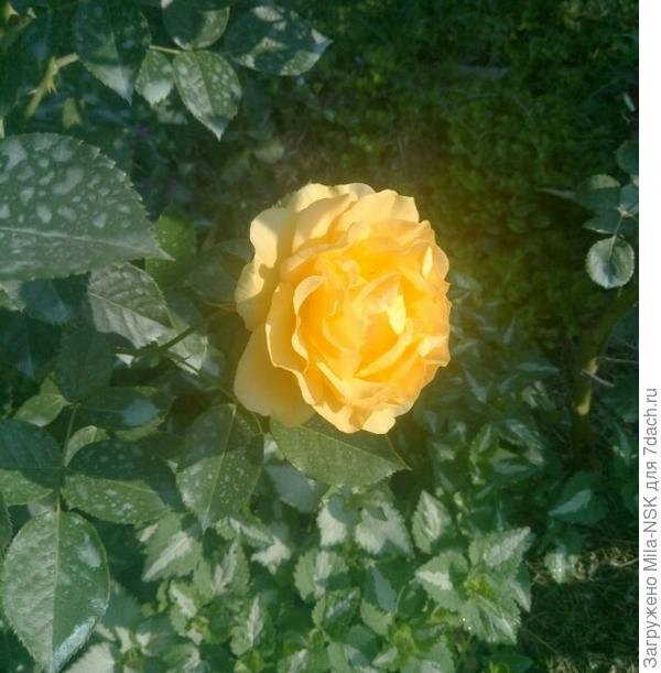 Его цветок поближе