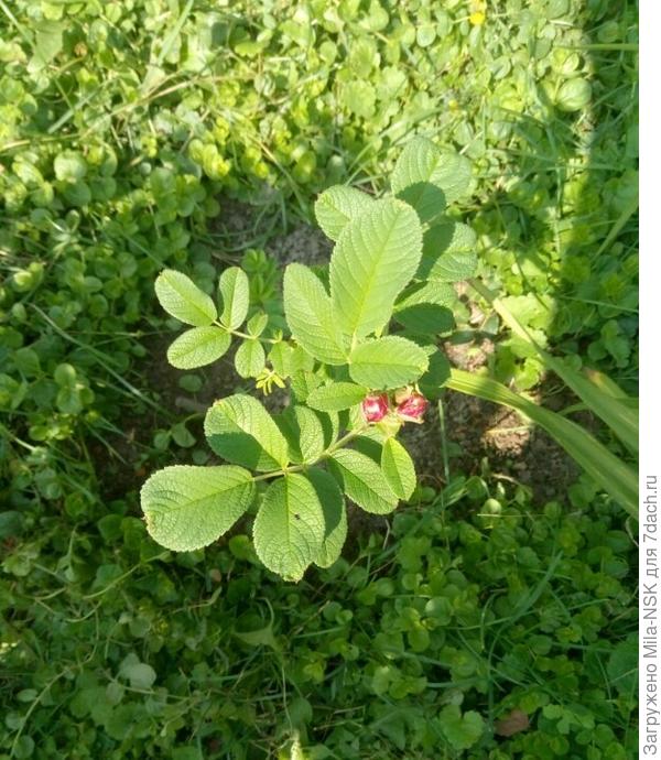 На одном побеге даже бутончики появились