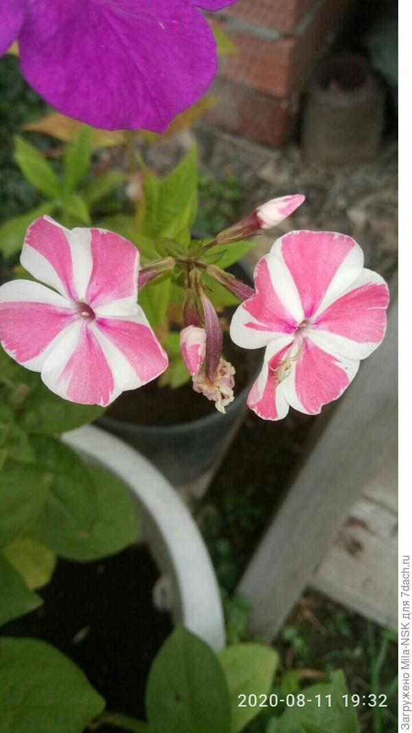 Цвет немного в реале не такой. Полоски коралловые. Телефон неправильно цвет передает.