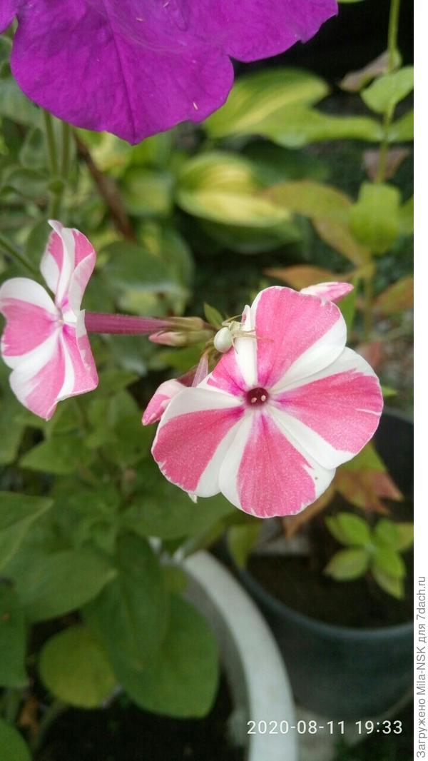 А это на нем паучек после линьки, в белом одеянии.