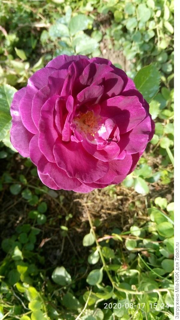 Без названия (потеряна бирка). По записям определила, что покупалась, как Блю парфюм, но явно не она. Цвет темно фиолетовый, бархатный. Края лепестков темнее, серединка светлее, оборотная сторона серебристая. Больше похожа на Минерву, но низенькая.