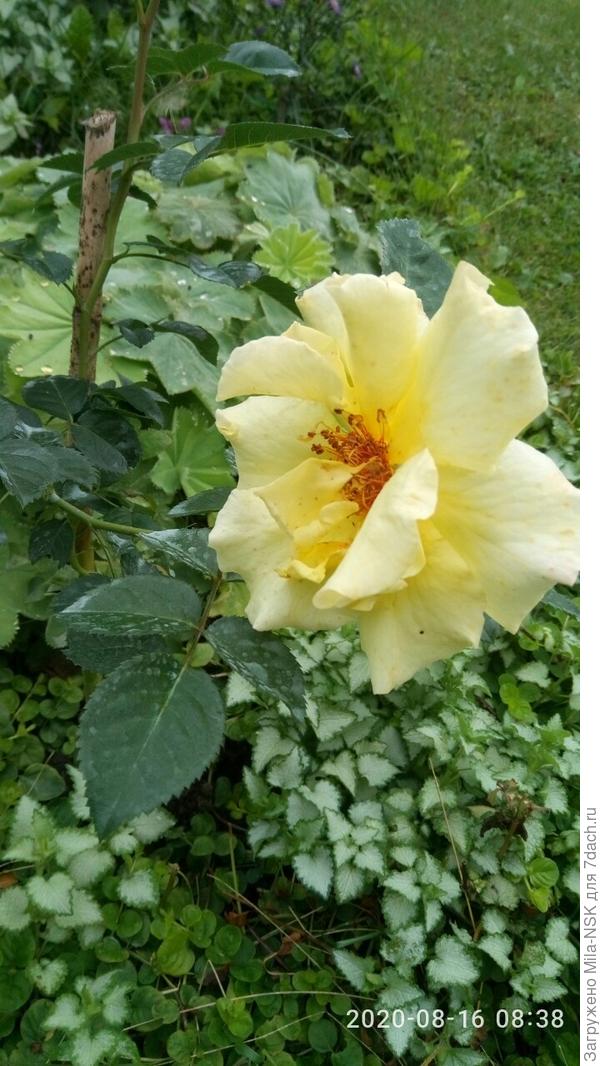 Потеряшка Латина (отцветает)