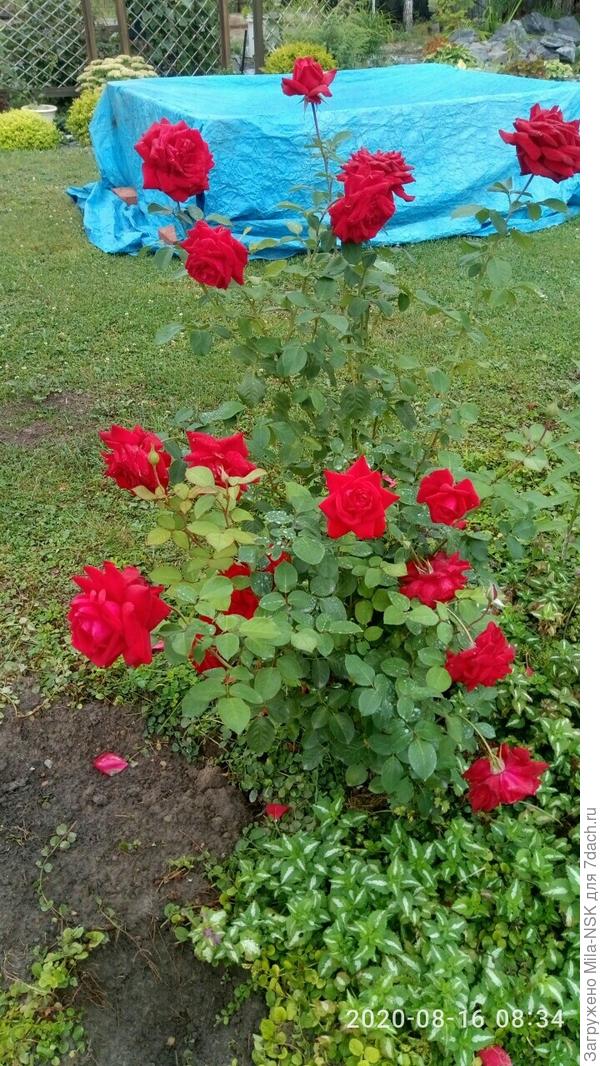 Бургунд бушует нынче!