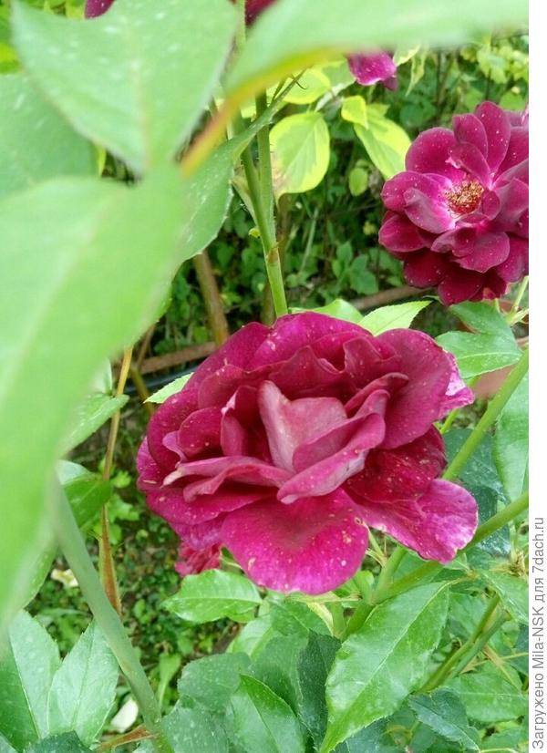 Бургунди айс