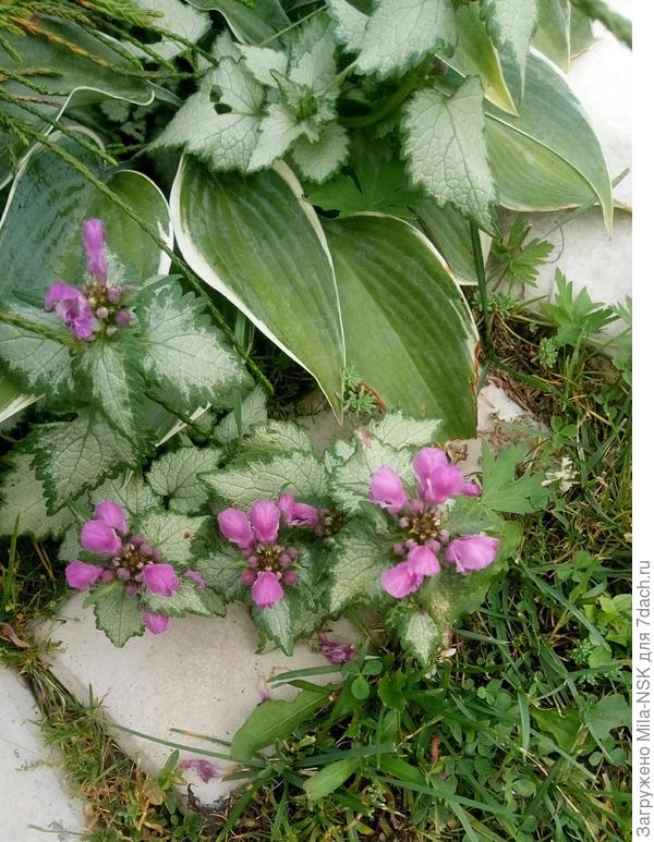 Цветем, не взирая на приближающуюся осень