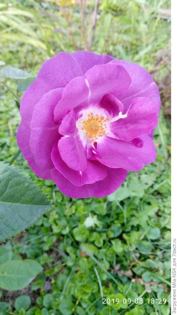 Рапсоди ин блю в 2019г. Нынче она плохо перезимовала, поэтому только-только зацветает. Если ее сегодня ливнем не побило, то завтра сфотографирую.