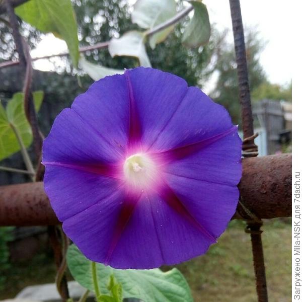 Наконец, рассвела ипомея. Долго нынче думала.