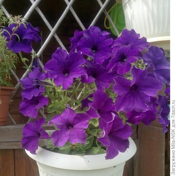 И эта петуния тоже разбушевалась. Не успеваю удалять отцветшие цветочки.