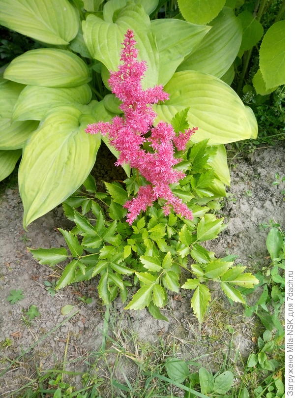 Эта посадки прошлого года