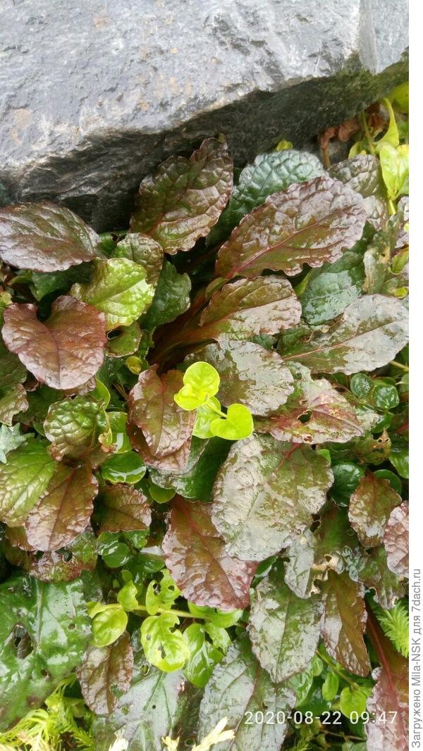 Она же, но в другом месте, поэтому цвет листочков меняется.