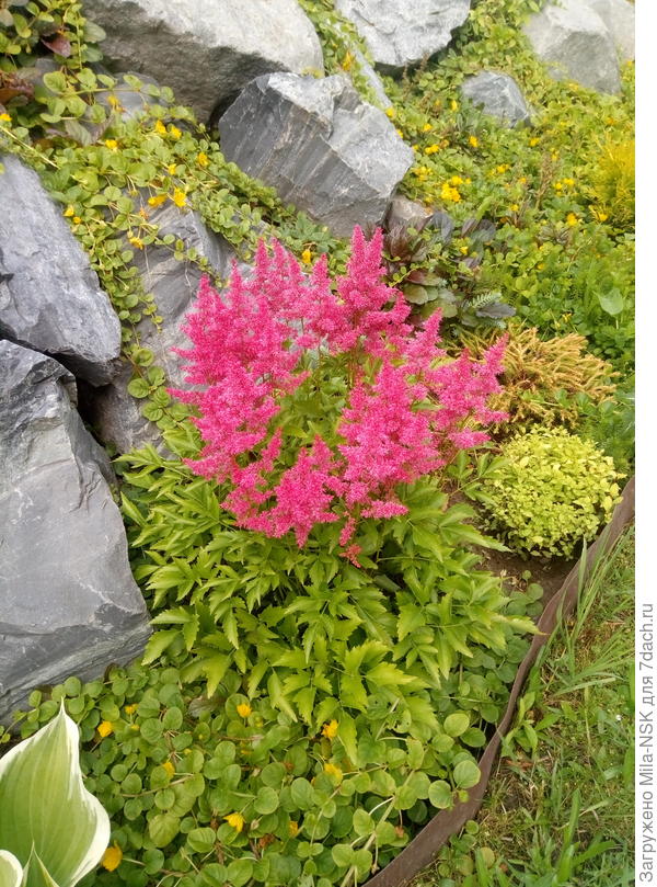 Эта живет возле камней, тоже делила ее.