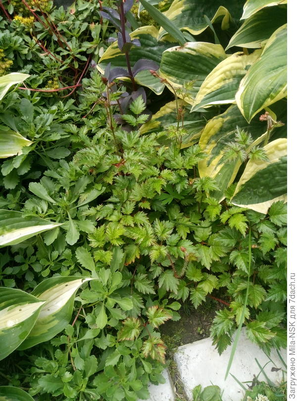 Эта и следующая вообще, как таракашки, расползаются. Только за первый сезон после посадки разрослись так, что под хосты залезли. Каждый год от них кусочки отщипываю и раздаю. Кстати, самые поздние по цветению. Зацветают во второй половине августа и цветут до середины сентября.