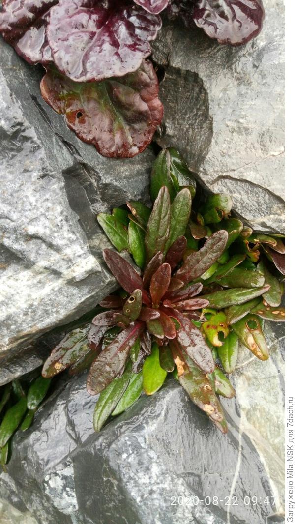 Ну и, наконец, такая.