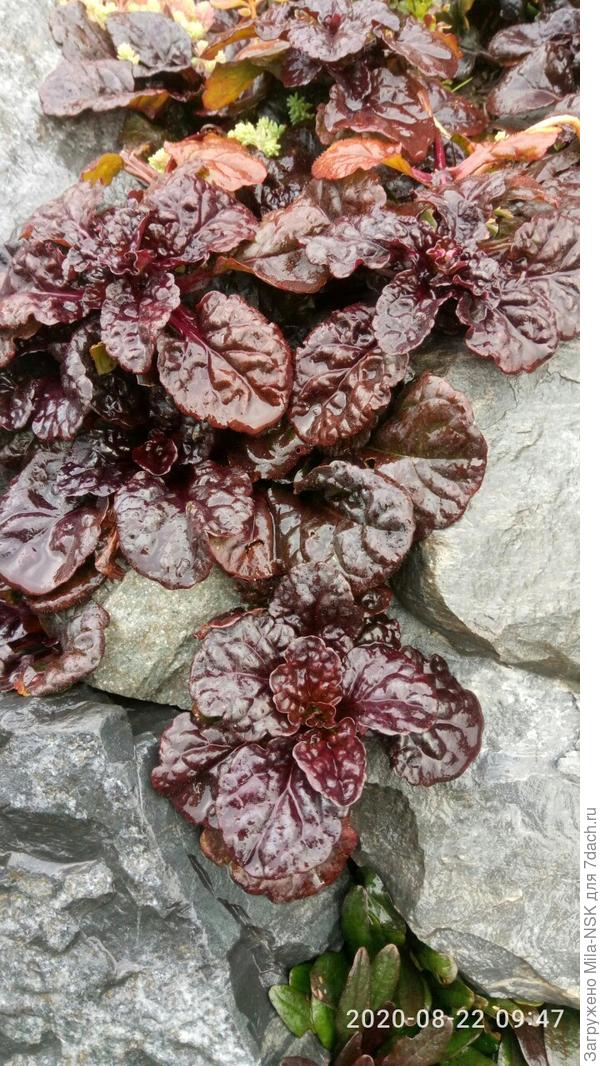 Любимица и красавица "жаба".  Сейчас шоколадного цвета, а в начале лета темно-фиолетовая!