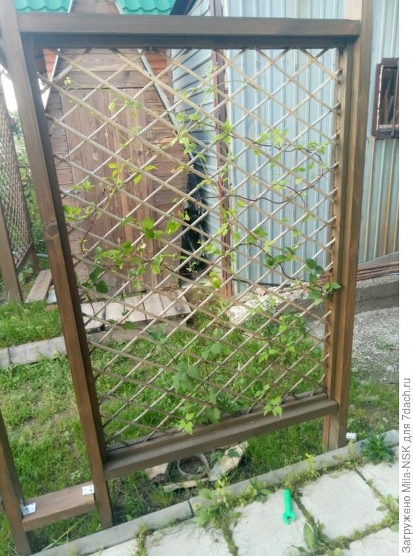 Лемон дрим, 30 июля 2020