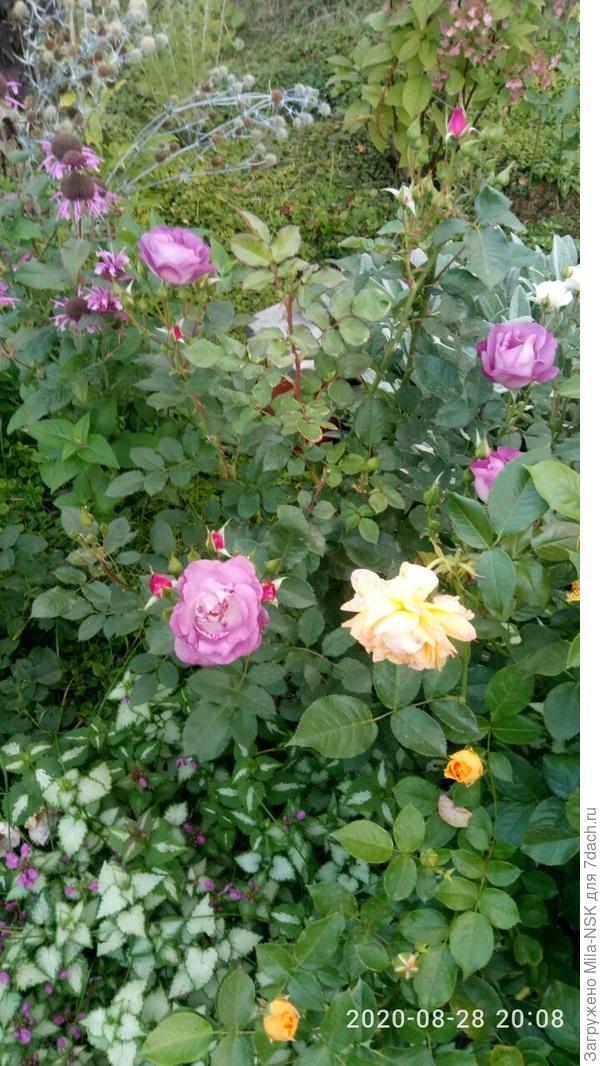 Блю фор ю (сиреневая), Абсолют фабулос (желтая) в окружении яснотки (серебристые листики на переднем плане).