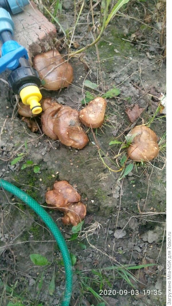 А еще нашла грибы в самом неожиданном месте: между  кустами смородины возле крана.