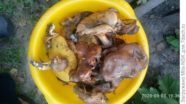 Сегодня снова набрала тазик грибочков в палисаднике: подосиновики, маслята, коровники...