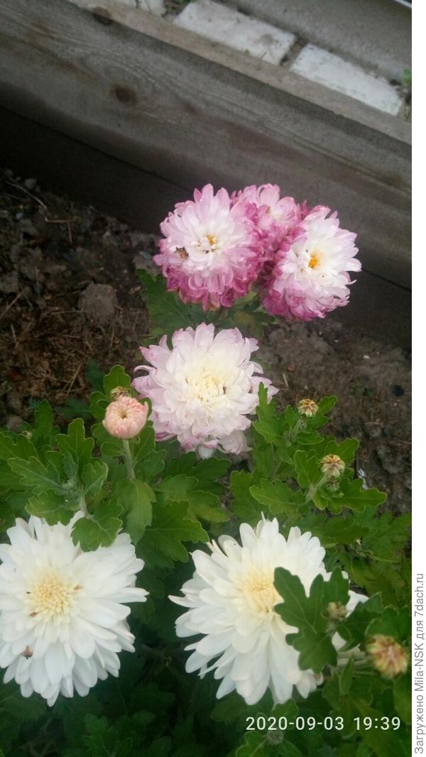 Этакий хамелеончик... зацветает белой, потом лепестки начинают розоветь.