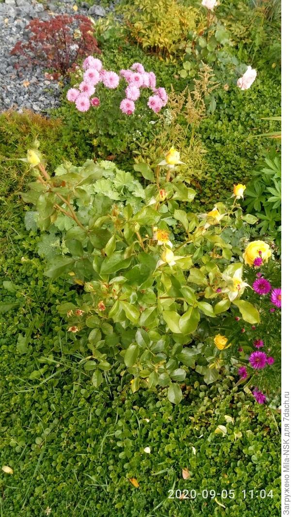 Инка вся усыпана бутонами стоит. За неделю часть цветочков отцвела, остальные на подходе...