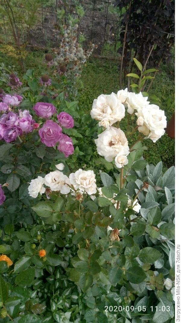 Не отстает от нее ее соседка Блондиночка...