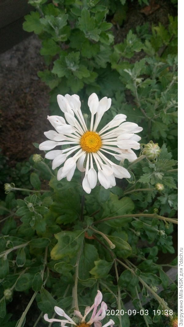 Кружевница. Очень интересные лепестки. Тоже хамелеончик. Зацветает темно-розовой, потом бледнеет до белого цвета. Пока не впечатлила. Буду наблюдать дальше.