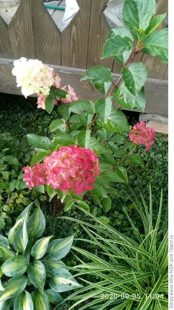 Меняет цвет Фрайзе мельба