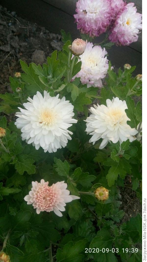 Получила их небольшими укорененными черенками. За сезон нарастили шикарные кустики!