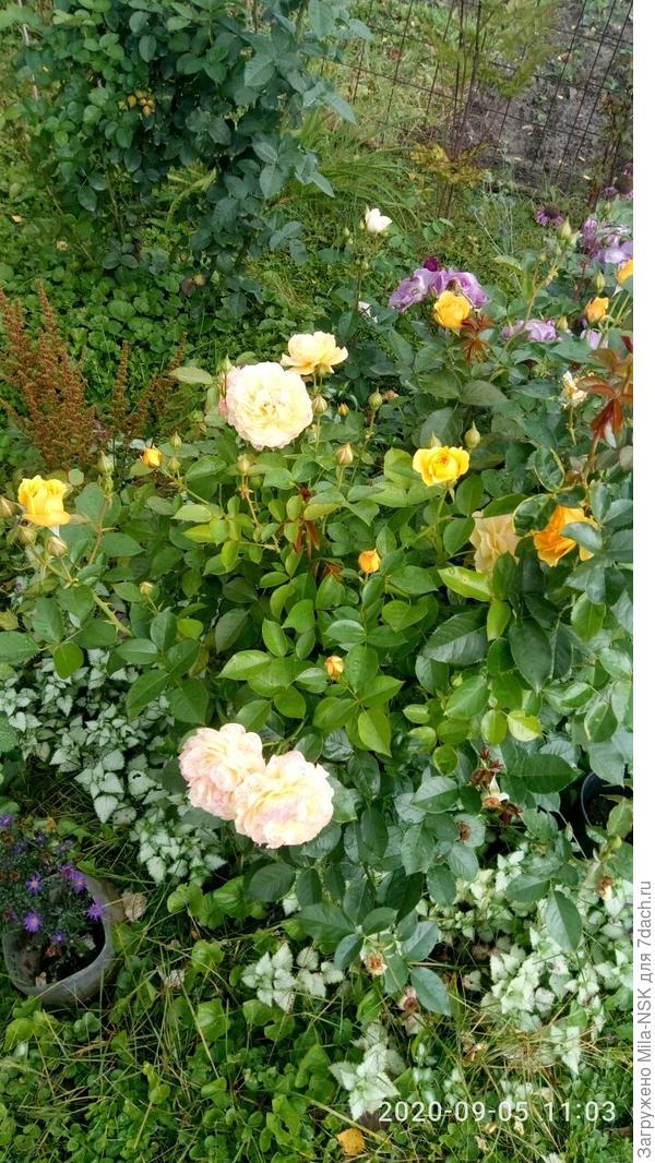 А Абсолют фабулосу вообще равных нет. Цветет все лето без остановки, бутонов куча!