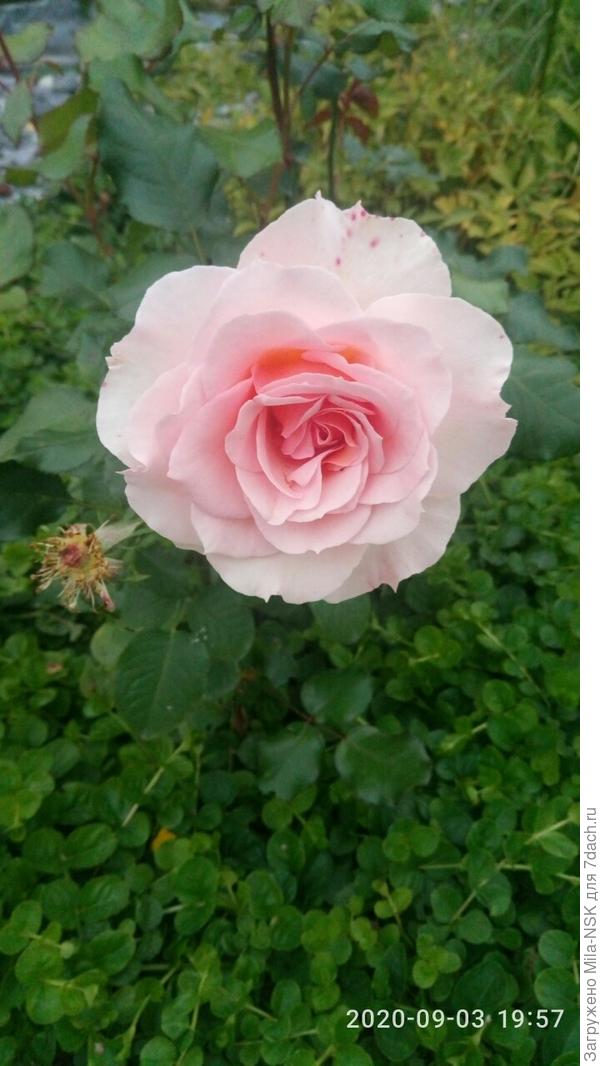 У Иоганна Штрауса пока цветочков немного, зато какие!!!