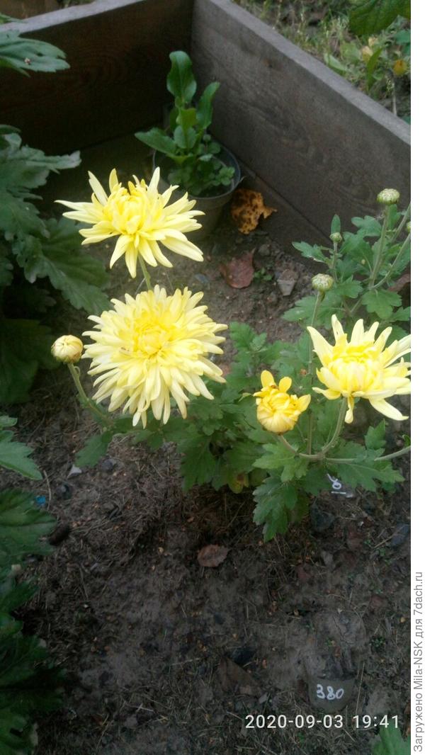 А эта хриза и те, что будут ниже, из нынешнего заказа из Приморья. Эта зацвела еще в июле. Остальные начинают зацветать постепенно...