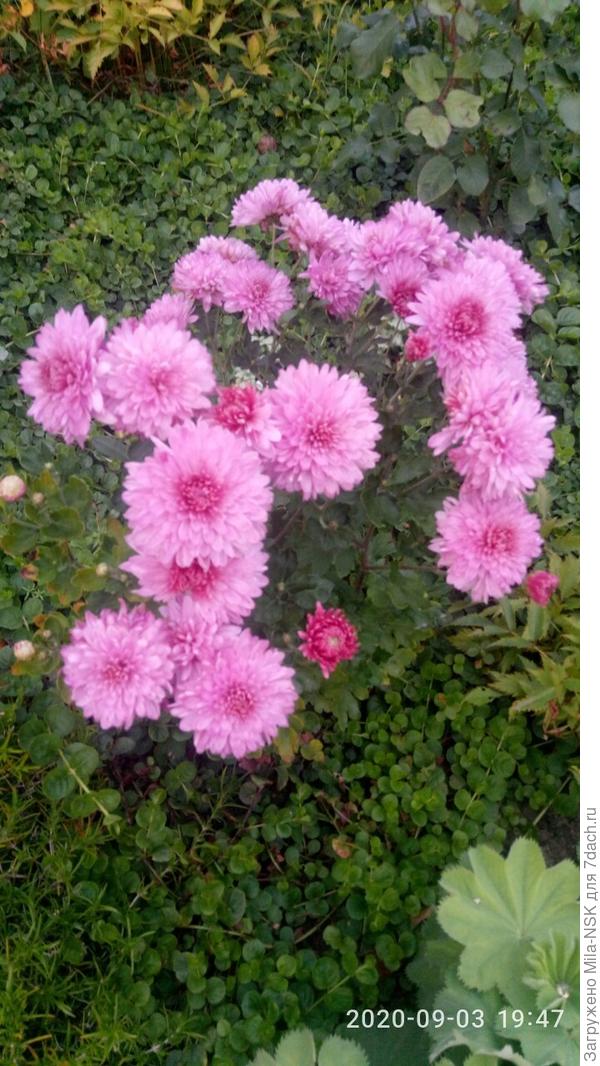 Моя самая &quot;старая&quot; хризантема, росадки 2014 года. Расцветает самая первая и цветет до самых морозов.