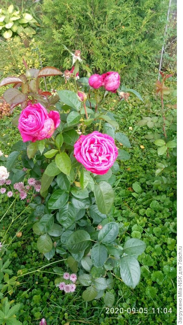 Центр роял... Бутоны плотные, крайние лепестки из-за дождей начинают подгнивать...Но в целом розулька хорошая.