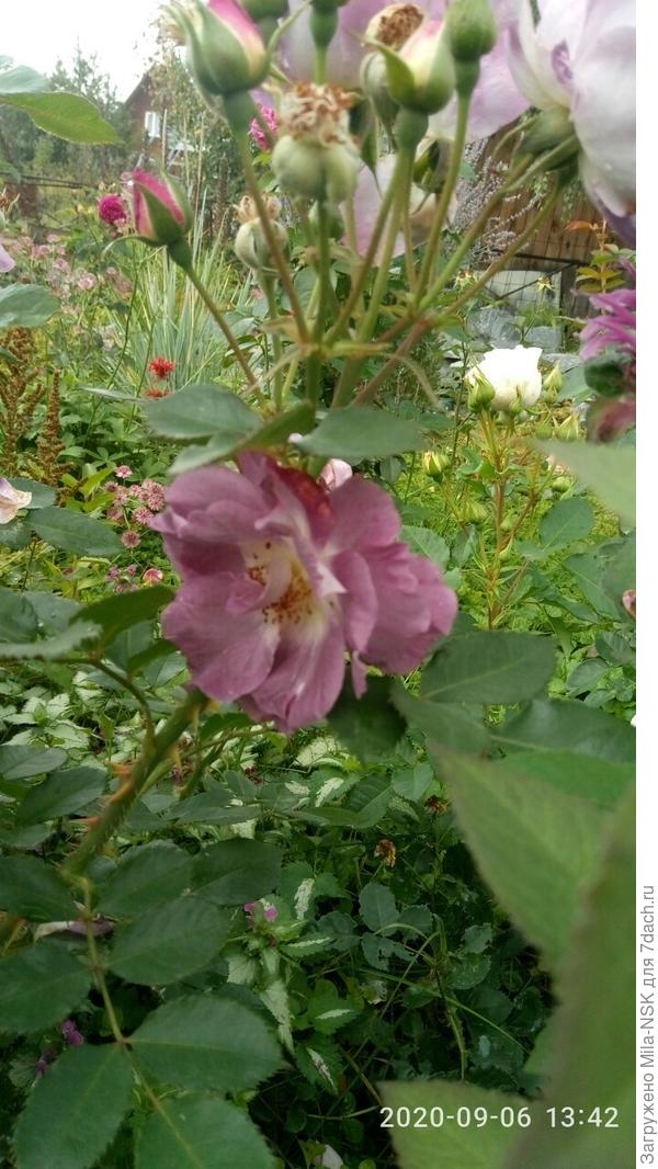 Спрятался...