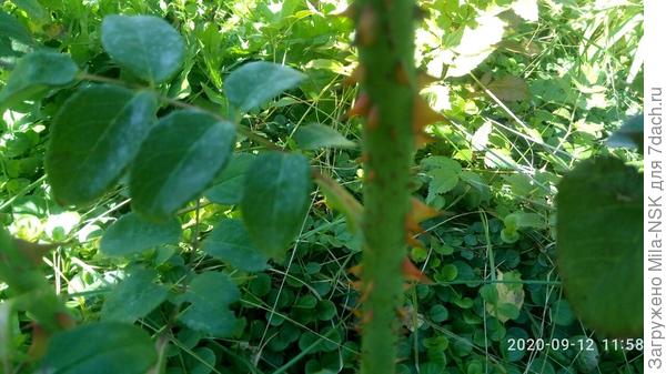 Шипы на длинном побеге