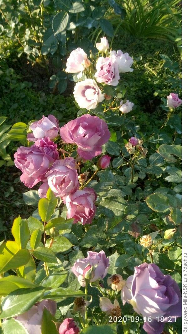 Не отстает от нее и Ес фор ю