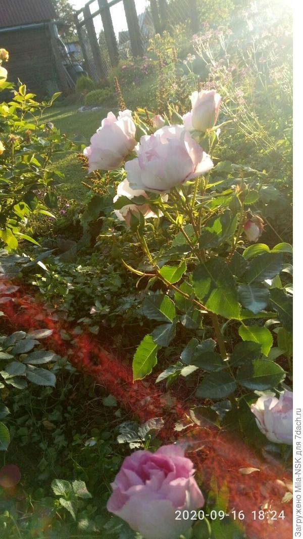 Тоже долго &quot;думала&quot; и, наконец, разродилась массой цветков и бутонов!