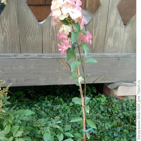 он же с другого  бока