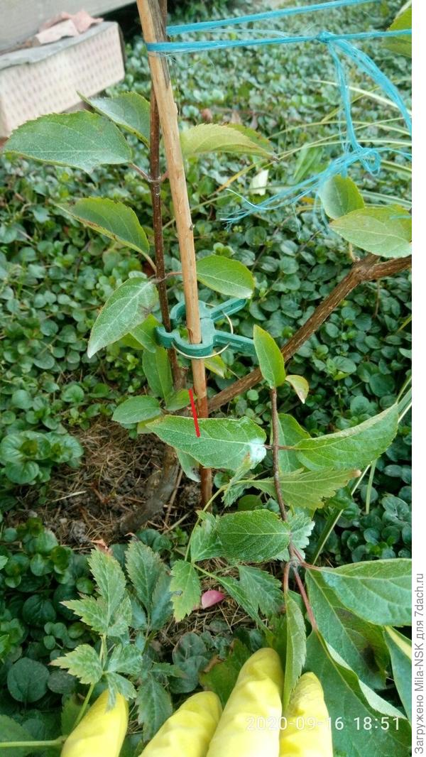 Здесь виден новый вертикальный побег и оставленный весной боковой. Красным показано, как я его отрезала пару дней назад.