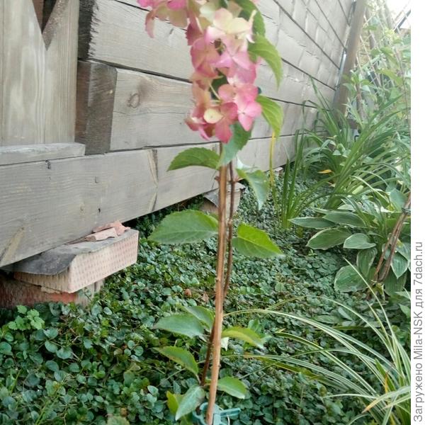 А это оставшийся пока единственный вертикальный побег.