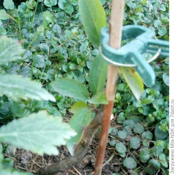 Это его  основание. Тут виден новый маленький побег. Вернее, пучок листочков. В след. году оставить их или как?