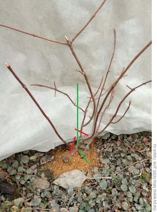 Вот такой &quot;кракозяброй&quot; она была весной. Красным отмечено, какие веточки я ей отчекрыжила весной. Зеленым показан  будущий побег. В лето она ушла с оставшимся боковым побегом, потом за  лето отрос новый побег от нижнего изгиба (ничего другого подходящего не отросло). Я его привязала к опоре, чтобы рос вертикально.