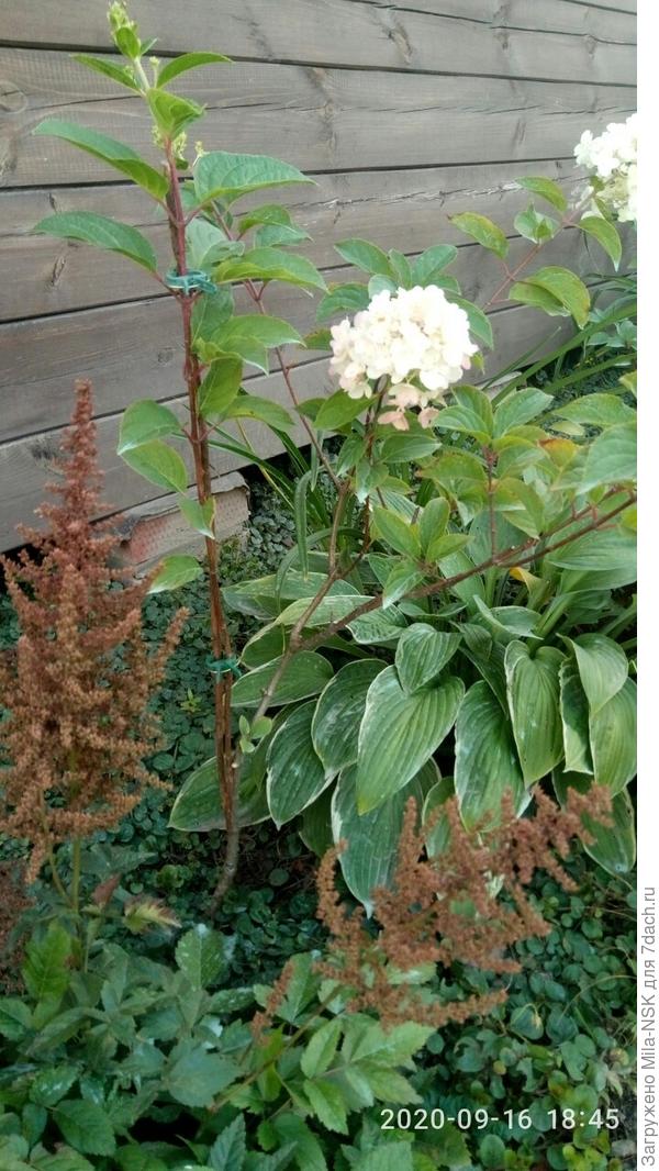 А это он в полный рост