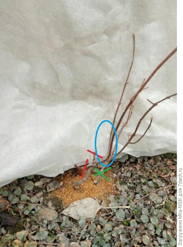 зеленым показан побег, котоорый я удалила весной. а в синем овале то, который оставила. Его я удалила пару дней назад.