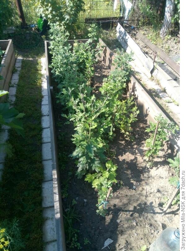 Хризантемовая грядка